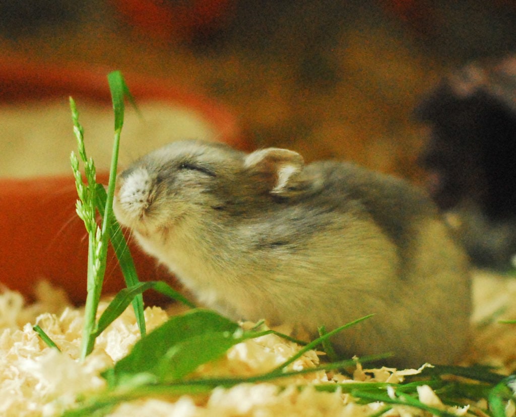 Hamster luktar på grässtrå