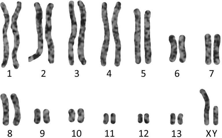Kromosomer